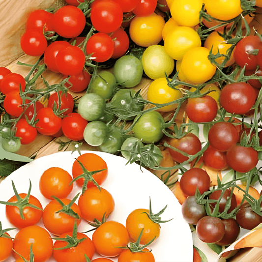 Cherry Tomato Seeds Solanum Lycopersicum Mixed Varieties