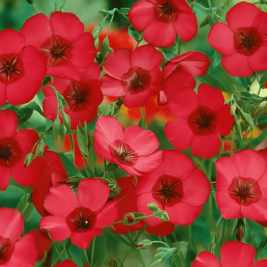Red-flowering Flax Seeds Linum Grandiflorum Annual Flowers