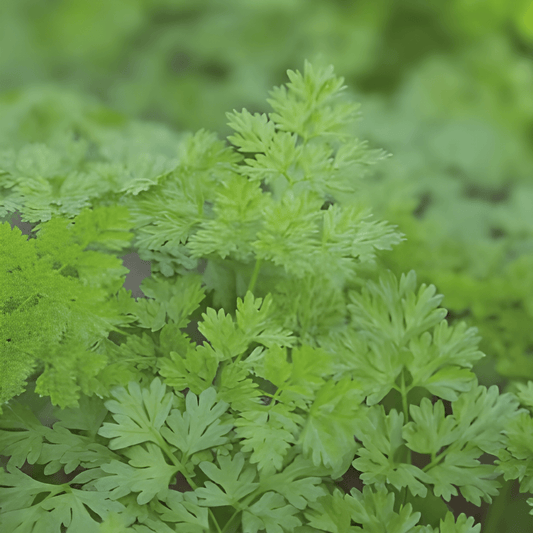 Chervil Seeds Anthriscus Cerefolium Fine Curl Herb Variety