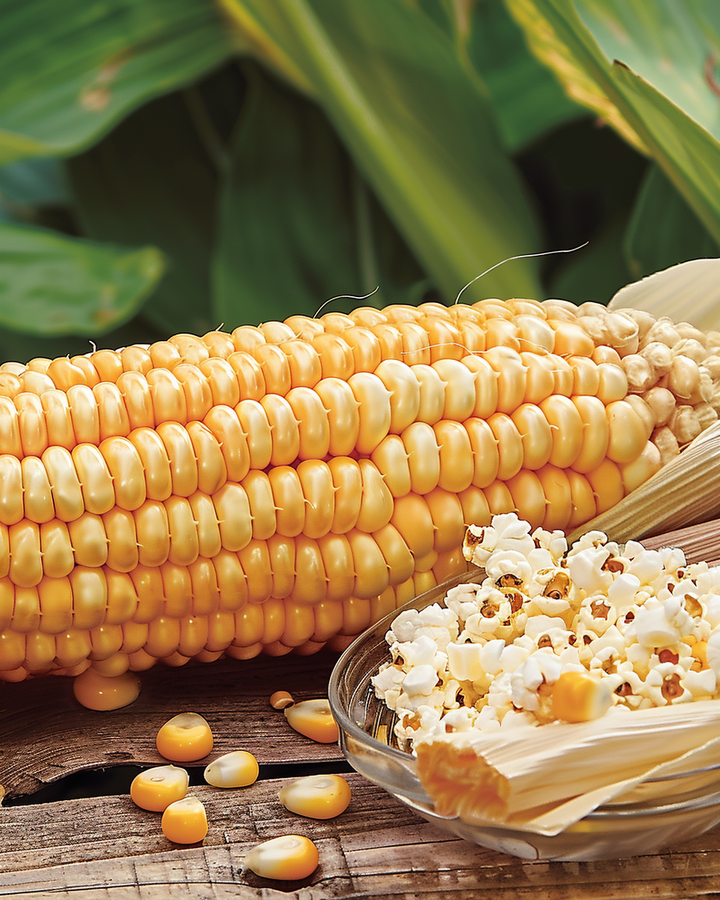 Popcorn Maize Seeds Zea Mays Plomyk Type Peppi