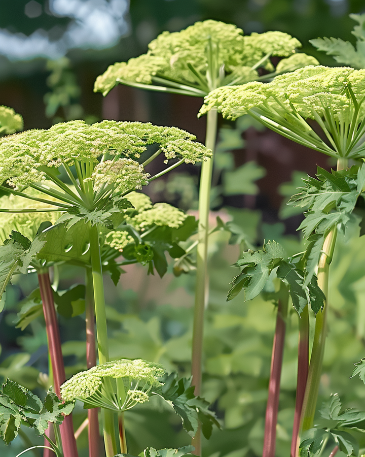 Angelica Root Seeds Angelica Archangelica Tall Yellow Green Flowers