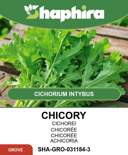 Chicory Seeds For Rabbits And Guinea Pigs Cichorium Intybus