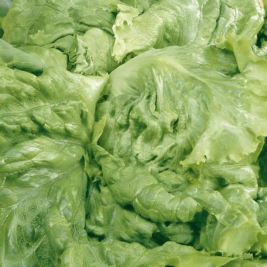 Batavia Blonde Lettuce Seeds Lactuca Sativa Butterhead Crisp Leaves
