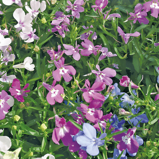 Lobelia Pearlstring Seeds Lobelia Erinus Annual Flowering Variety