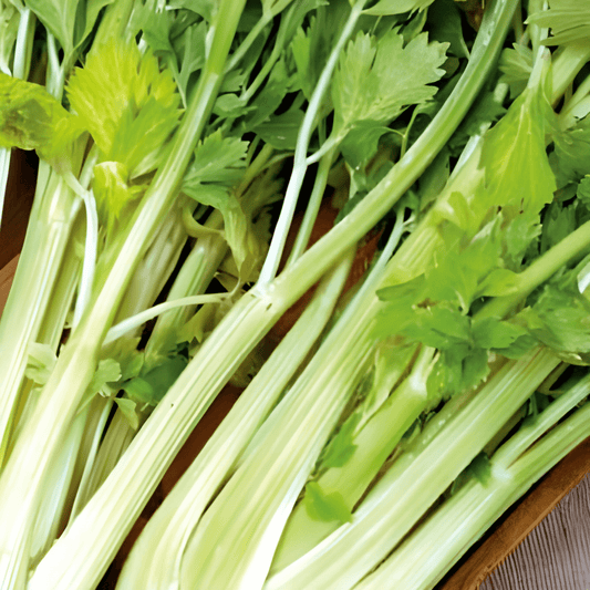 Golden Yellow Self-Bleaching Celery Seeds Apium Graveolens