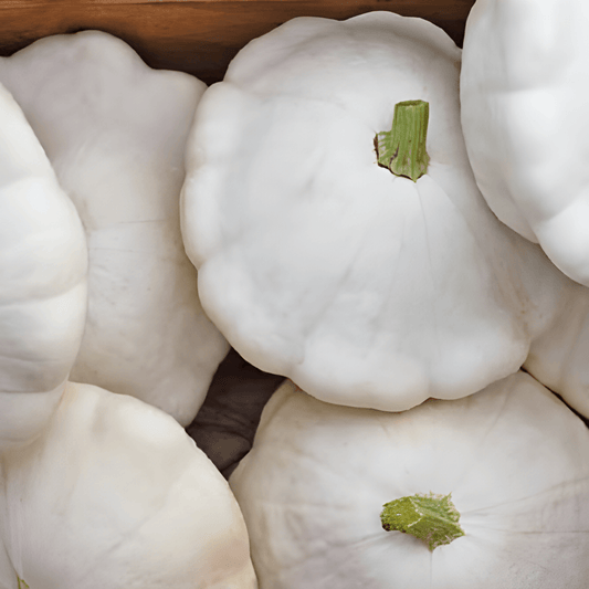 Patisson Custard White Seeds Cucurbita Pepo Round Scallop Squash