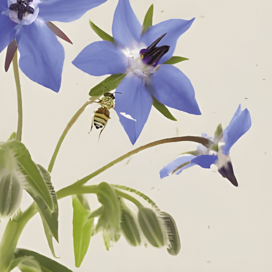 Organic Cucumber Herb Seeds Borago Officinalis For Salad Garnish