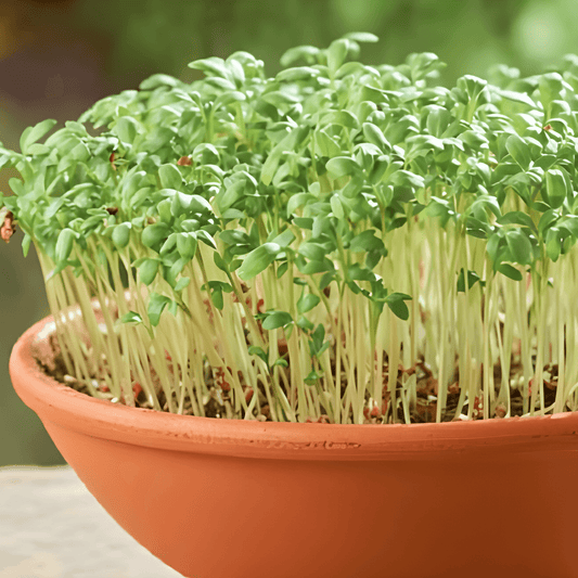 Garden Cress Seeds Common Lepidium Sativum Vegetable Variety