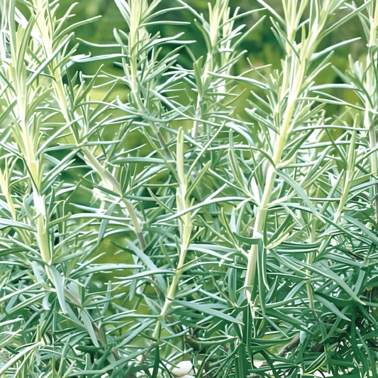 Rosemary Seeds Rosmarinus Officinalis Herb Culinary Seeds