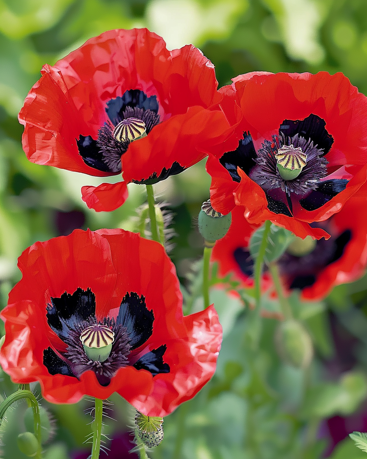 Lady Bird Poppy Papaver Commutatum Seeds Red Black Spots