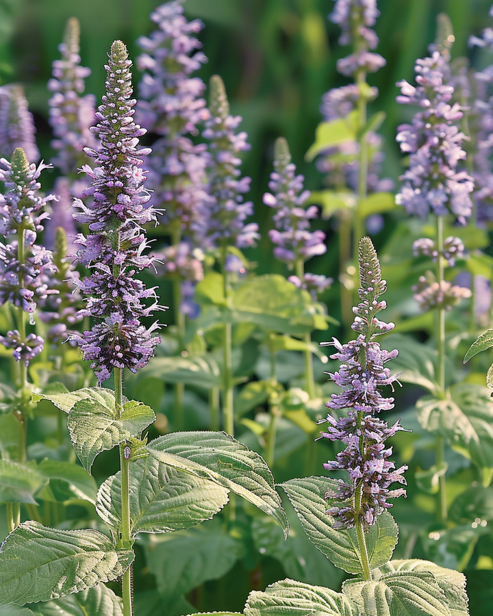 Agastache Dropplant Seeds Agastache Foeniculum Herb Variety