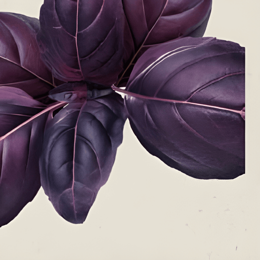 Organic Basil Rosie Seeds Ocimum Basilicum Herb Variety